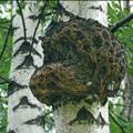 чага