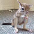 долгоног