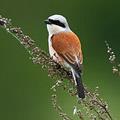 жулан