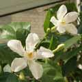 райтия