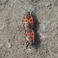 солдатик